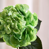 Grote Hortensia - Groen