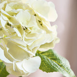 Grote Hortensia Bloem - Beige