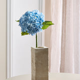 Hortensia - Blauw