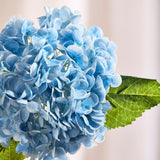 Hortensia - Blauw