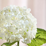 Hydrangea Flower - White