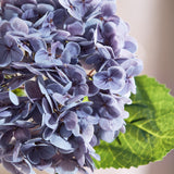 Hortensia Bloem - Lavendel