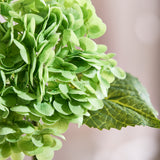 Hortensia - Groen