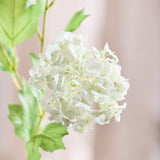 Hortensia Snowball met 3 Koppen - Wit