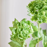 Hortensia Snowball met 3 Koppen - Groen