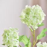 Hortensia Snowball met 3 Koppen - Lichtgroen