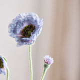 Opium Poppy - Lichtblauw