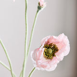 Opium Poppy - Lichtroze