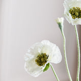 Opium Klaproos - Wit