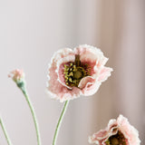 Opium Klaproos - Oudroze