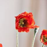 Opium Poppy - Oranje