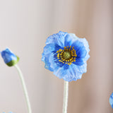 Klaproos - Donkerblauw