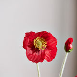 Klaproos - Vintage Rood