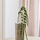 Amaranthus Bloem, 6-tak - Donkergroen