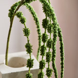 Amaranthus Bloem, 6-tak - Donkergroen