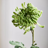 Chrysant Dahlia Kunstbloem - Groen