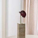 Anthurium Bordeaux