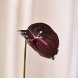 Anthurium Bordeaux