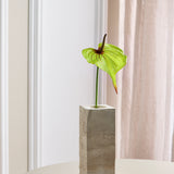Grote Hartvormige Flamingo Anthurium - Groen/Roze