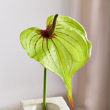 Grote Hartvormige Flamingo Anthurium - Groen/Roze