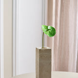 Anthurium - Groen