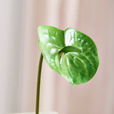 Anthurium - Groen