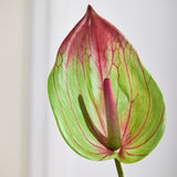 Grote Flamingo Anthurium - Groen