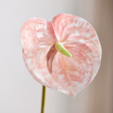 Anthurium Bloem - Perzik