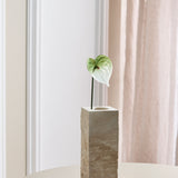 Kleine Anthurium Bloem - Donkergroen/Wit