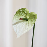 Kleine Anthurium Bloem - Donkergroen/Wit