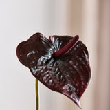 Anthurium - Bordeaux