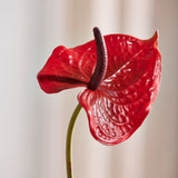 Luxe Anthurium "Real Touch" - Rood