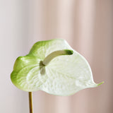Luxe Anthurium "Real Touch" - Wit/Groen