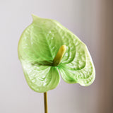 Luxe Anthurium "Real Touch" - Groen