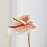 Luxe Anthurium "Real Touch" - Lichtroze