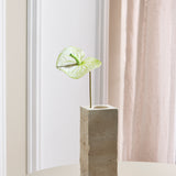 Flamingo Anthurium - Wit/Groen