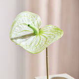Flamingo Anthurium - Wit/Groen