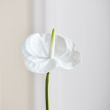 Anthurium - Helder Wit