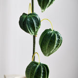 Lampionplant Physalis Peruviana Vruchtbesjes