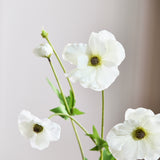 Butterfly Ranunculus - Wit