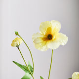 Butterfly Ranunculus - Botergeel