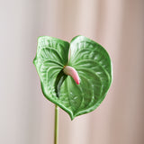 Kleine Anthurium Bloem - Donkergroen