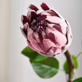Protea - Bordeaux