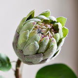 Protea - Groen