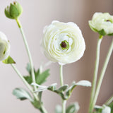 Ranonkel met 6 bloemen - Wit