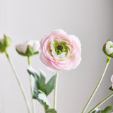 Ranonkel met 6 bloemen - Lichtroze