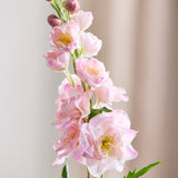 Delphinium - Roze