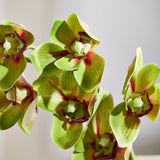 Cymbidium - Groen