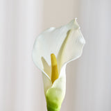 Calla Lelie Bloem - Wit