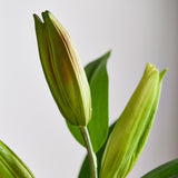 Lelie Bloemknop